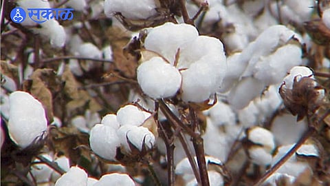 cotton rate increase