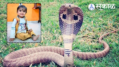 Tragic Cobra Snake Bite Death of Two-Year-Old Child