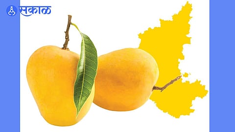 Karnataka Hapus Mango