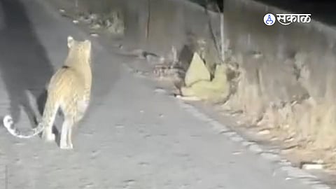 "माथेरान घाटात बिबट्याचा वावर!" टॅक्सी चालकाच्या कॅमेऱ्यात कैद झाला 'थरार'; पर्यकांनो सावधान!