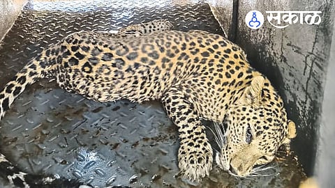 leopard rescue in Jalgaon