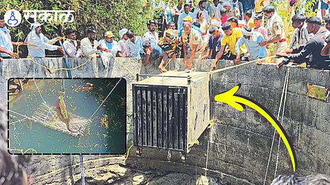 Chalisgaon leopard rescue forest department