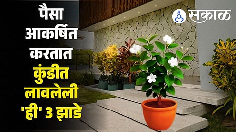 powerful Vastu and Feng Shui plants that attract wealth, prosperity, and positive energy to your home and business.