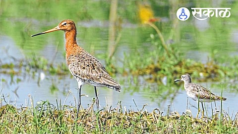 Black-tailed Godwit sighting in Maharashtra