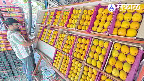 Why is mango supply low from Konkan?