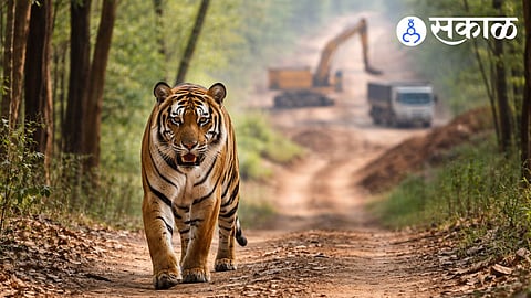 What is impact of highways on tiger conservation?