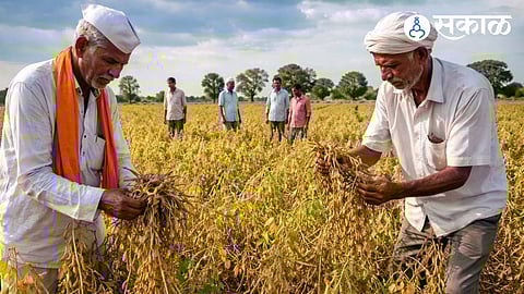 solapur district crop loss insurance issue