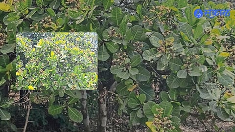 Cashew Production drop