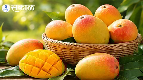 Hidden History of Alphonso Mango