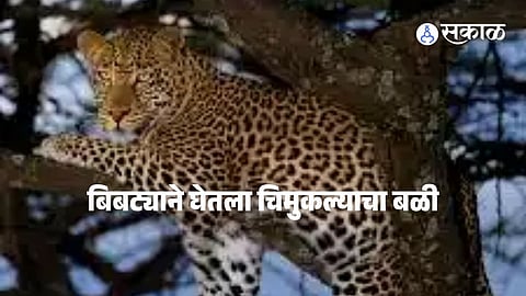 An 8-year-old boy was killed in a tragic leopard attack in Shahapur, Maharashtra, highlighting the growing human-wildlife conflict in the region.