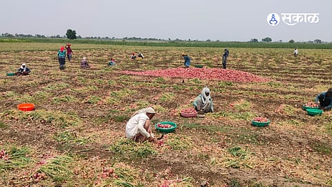 कांद्याचे झाले 'वांधे'! गंगापूर तालुक्यात मजूर टंचाई आणि घसरलेल्या दरांमुळे शेतकरी संकटात; उत्पादन खर्च निघणेही झाले कठीण