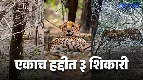 तीन 'शिकारी' एकाच भागात; वाघ, बिबट्या आणि चित्त्याच्या दर्शनाचा अतिदुर्मीळ योग