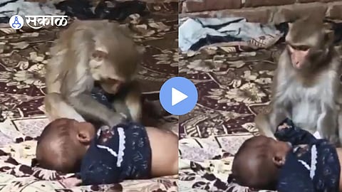 Viral Video: शेवटी आईच ती ! माकडीनीने पाळण्यात झोपलेलं बाळ पळवलं, पण दाखवलं मातृत्व; व्हिडिओ पाहून तुमचेही डोळे पाणावतील