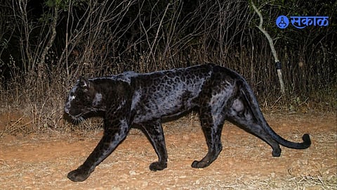 Black Panther trap camera sightig Sahyadri Forest