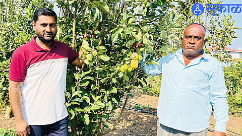 Manegaon Farmers Inspire Others with Successful Apple Cultivation