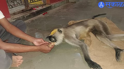Mandgaon Youth Step In to Save Severely Injured Monkey After Clash