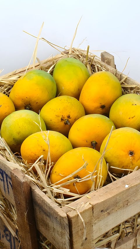 Hapus (Alphonso) mango rates today