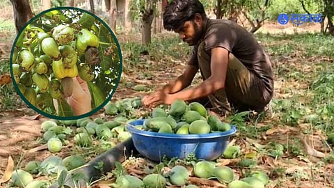 Mango cashew compensation konkan farmers