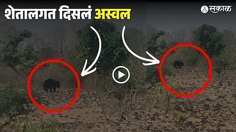 Bear Spotted Near Sindkhed Raja Farms 
