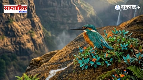  Exclusive 90-minute common kingfisher photography by hobbyist photographer