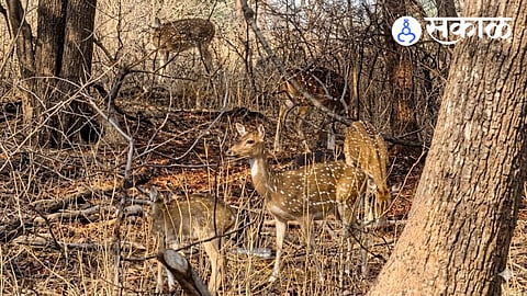 Sagareshwar sanctuary summer wildlife tourism guide