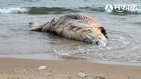 whale dead body found in Ratnagiri beach