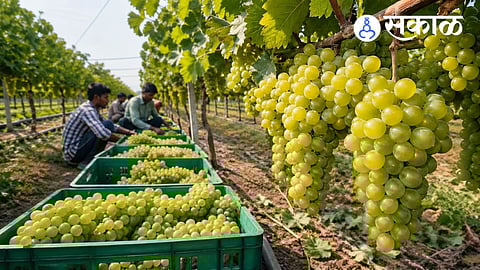 impact of Middle East crisis on Indian grape export