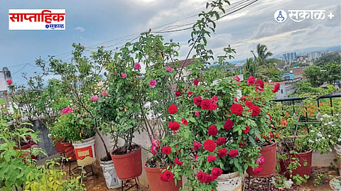 Sustainable Urban Farming India