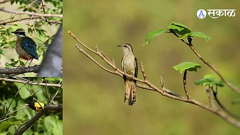 Climate Change Threatens Migratory Birds: Heatwave Hits Breeding Season