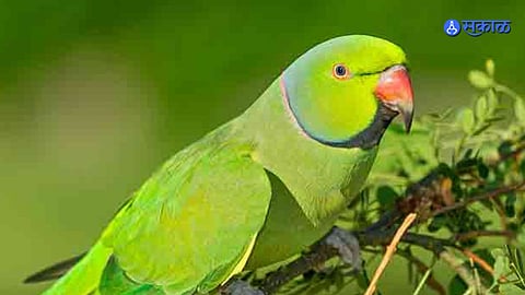 High Court Relief for Farmers Over Crop Damage