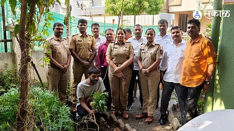 Lohgaon Police Expose Illegal Marijuana Cultivation in Pune Residence
