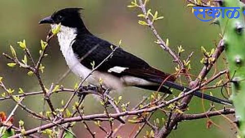 From Africa to India in April: Chatak’s Early Arrival Hints at Weather Shift