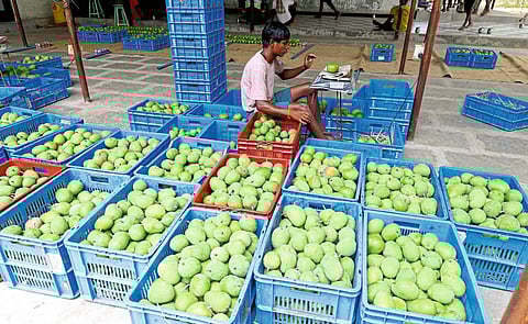 अलिबाग : रायगड जिल्ह्यात हापूस आंब्याचे उत्पादन ३० टक्क्यांनी घटले,
