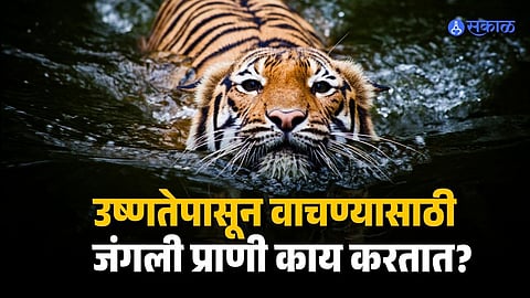 Wildlife Adapts to Rising Temperatures