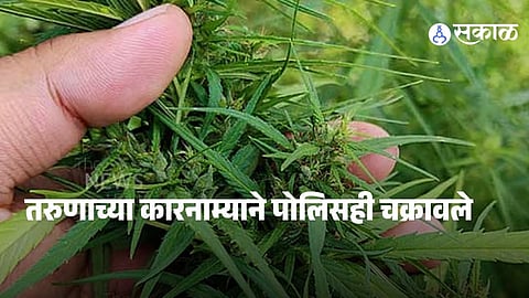 Police raid at a rented bungalow in Pune’s Lohgaon area reveals illegal ganja cultivation with 41 cannabis plants seized along with mobile devices.