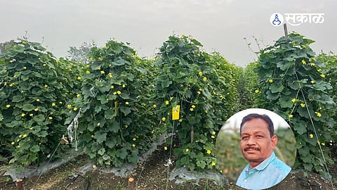 Two Decades of Consistent Ridge Gourd Cultivation