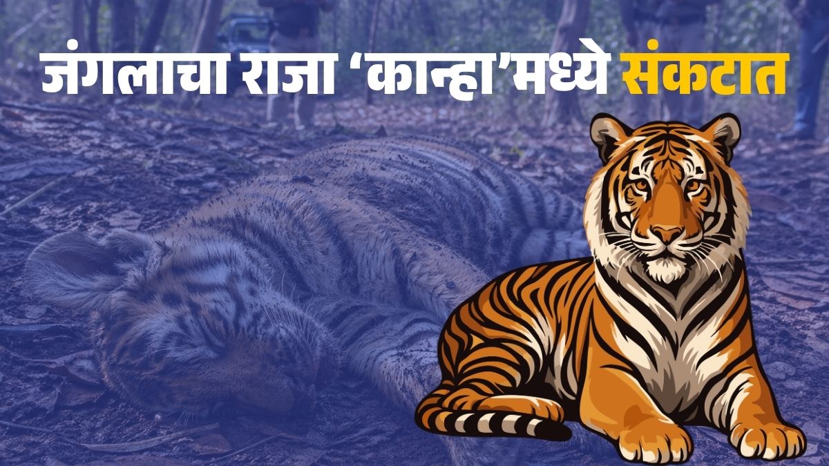 Kanha Tiger Reserve tiger cub death latest update
