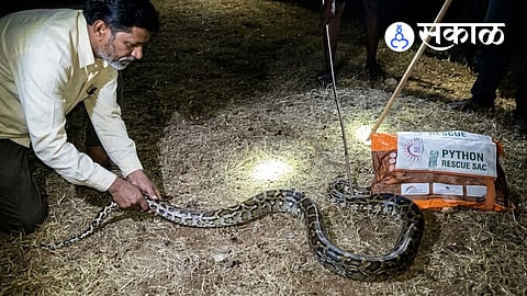 10 foot python rescued in Vishalgad