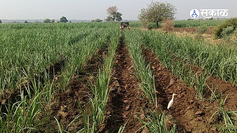 Chronic Power Outages Plague Farmers