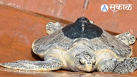 Ratnagiri coast marine wildlife news