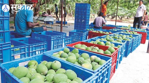 alphonso mango production drop Maharashtra