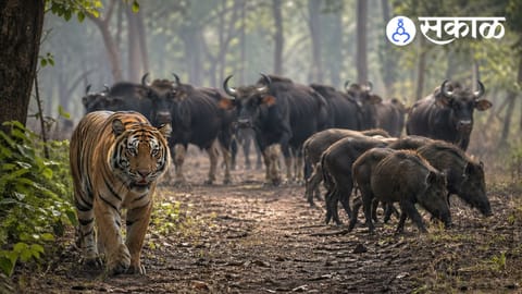 wildlife migration in Sangli forest area