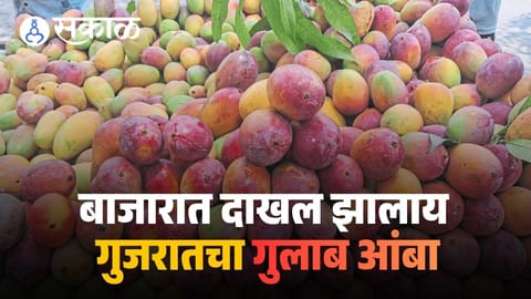 how mangoes are ripened in India