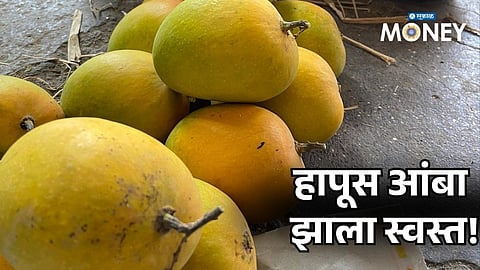 Big Relief for Mango Lovers! Hapus Rates Suddenly Slashed – Check New Price