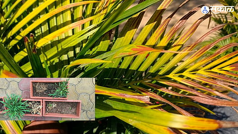 Scorching Heat: Gardens at Amalner ZP School Wither as Temperature Hits 42°C