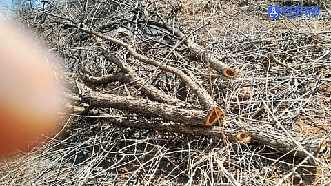 Sangvi Tree Cutting Row: Locals Demand Panchanama, Forest Officials Under Fire