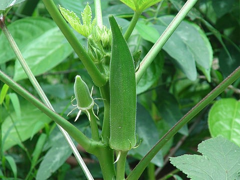 The height of okra plant is more than 12 feet 