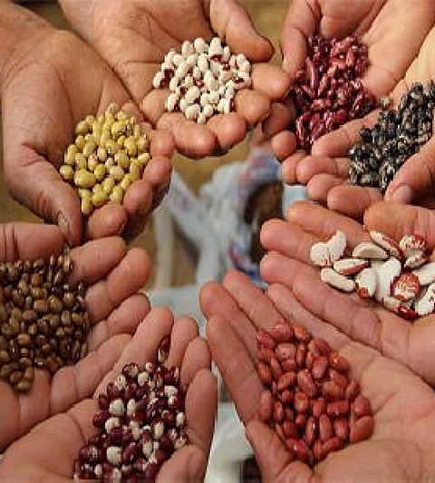 Seeds Selling Latur News