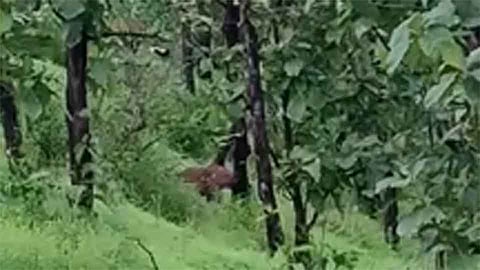 शिराळा तालुक्यातील करुंगली गुंडगेवाडी येथे बिबटयाचे दर्शन