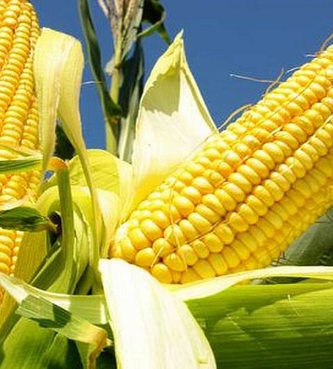 maize